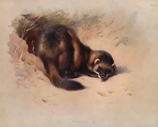 Polecat